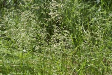 Natural meadow texture with grass with delicate inflorescences and a blurred forest background