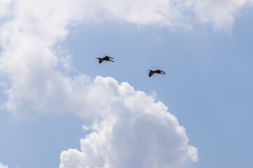 Two glossy ibis birds flying in partly cloudy sky