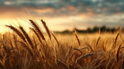 ears golden wheat sunset field. farming, agriculture farm. golden pure wheat field over blue sky summer day morning, landscape wheat summer field sun sky nature, rustic background, lifestyle - Powered by Adobe