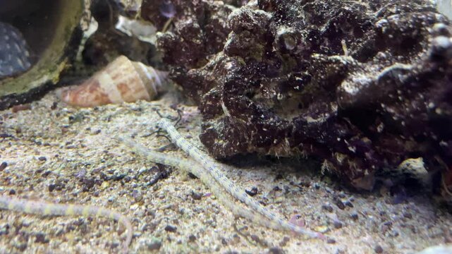 Seenadeln im Aquarium.