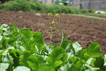close up bright yellow mustard flowers bloom