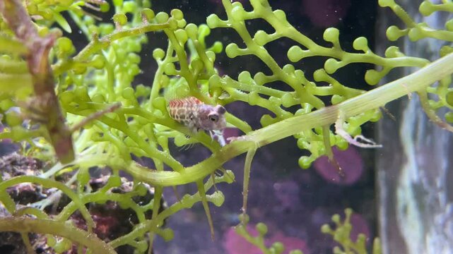 Ein Fisch in einem Meerwasseraquarium.