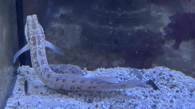 Ein Fisch in einem Meerwasseraquarium.