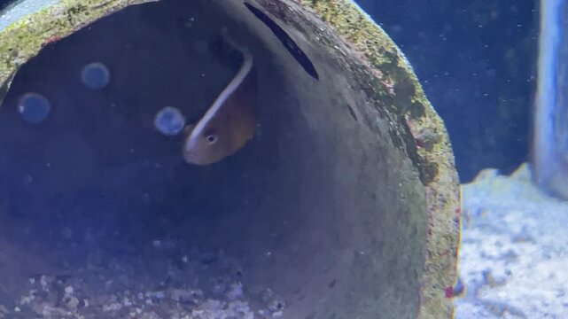 Ein Fisch in einem Meerwasseraquarium.