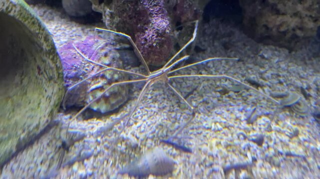 Eine Gespenstergarnele im Aquarium.