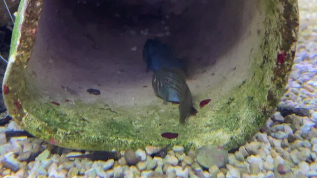 Ein Fisch in einem Meerwasseraquarium.