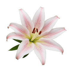Naklejka premium pink lily isolated on white background