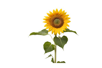 Sunflowers brightening fields with beauty
