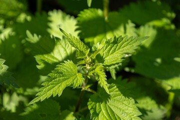 Detailed macro shot of young stinging nettle leaves (Urtica dioica) in bright spring light. 