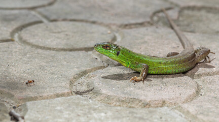 Green lizard and ant
