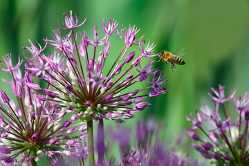 Bee and flowers of ornamental onion
