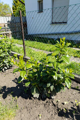 Newly planted cherry laurel (Prunus laurocerasus) shrubs growing along a fence in a sunlit...