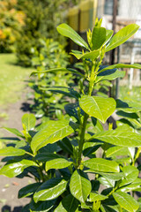 Young cherry laurel shrubs growing in a garden