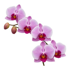 orchid isolated on white background