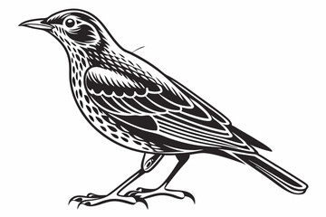 thrush sihouette black vector