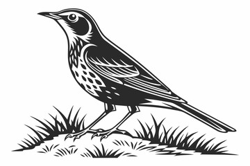 thrush sihouette black vector