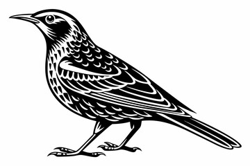 thrush sihouette black vector