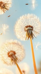 Obraz premium White dandelions blowing gently across blue sky. Delicate seeds drifting. Sunny day garden scene. Peaceful botany representing gardening.