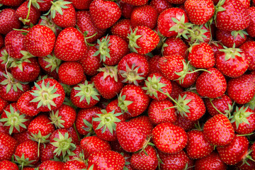 Fresh organic Strawberries . Frische biologische Erdbeeren