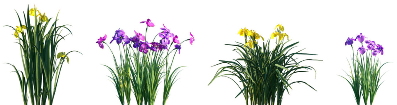 Set of Iris pseudacorus and Iris ensata frontal isolated png on a transparent background perfectly cutout high resolution