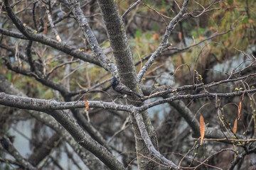 Red-vented bulbul with a crested head perched on a tree branch.