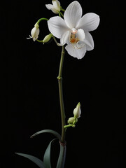 Elegant White Orchid in Dramatic Lighting Against Black Background &ndash; Minimalist Fine-Art Floral Portrait
