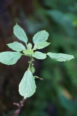 green leaves in winter
