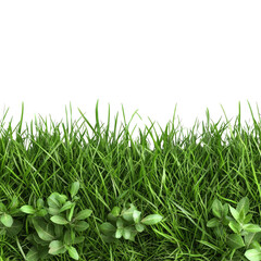 Fototapeta premium Lush Green Grass With Fresh Green Leaves Against a Black Background
