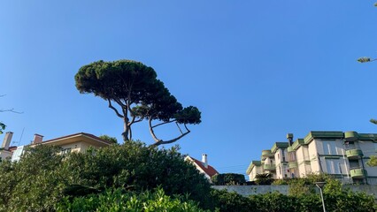 Lone majestic pine crowns the skyline, evoking Arbor Day's verdant promise, whispering secrets of...