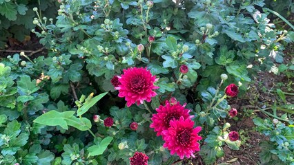 Radiant bursts of magenta chrysanthemums whisper autumn soliloquies, perfect for obscure...