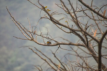 Vibrant orange and gray, Minivet bird perched on a bare tree branch with a soft, blurred background.
