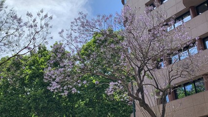 Jacaranda blossoms whisper ethereal secrets against urban canvas, mingling with Arbor Day...
