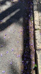 Shadows dance over a jacaranda-purple-speckled sidewalk, evoking wistful spring nostalgia tied to...