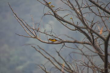 Vibrant orange and gray, Minivet bird perched on a bare tree branch with a soft, blurred...