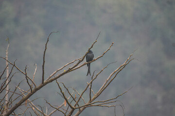Ashy drongo perched on a bare tree branch against a soft, muted sky background.