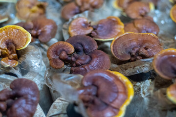 Natural Reishi or lingzhi mushroom growing on old bark