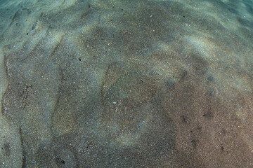 A small Peacock flounder, Bothus mancus, uses its chromatophores to match the exact color and pattern of a black sand seafloor near Alor, Indonesia. Flounders can be extremely well camouflaged.