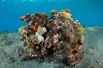 A bommie full of corals, other invertebrates, and fish grows on a shallow slope in Alor, Indonesia. This region harbors spectacular marine biodiversity and is a popular destination for divers.