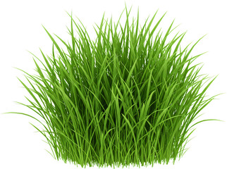 patch of grass with transparent background frame border