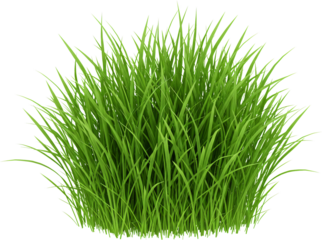 patch of grass with transparent background frame border