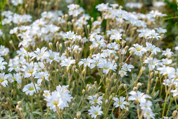 Field of white wildflowers in bloom on a sunny day. Cerastium tomentosum (snow-in-summer)