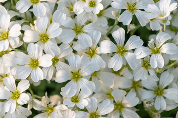 Obraz premium Vibrant white flowers in full bloom under soft sunlight. Cerastium tomentosum (snow-in-summer)