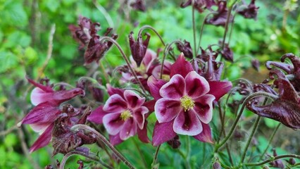Purple flowers with white tips bloom in the garden, a summer flower on a thin stem that grows in a...