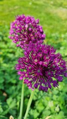 Lila Flowers of onion.  
Allium purple flowers close up in spring  garden. Cultivation of ornamental bulbous plants in the garden and landscape design. 
Allium Flowers (Allium Giganteum) in spring gar