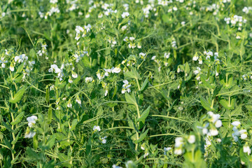 Blooming pea plants in a lush green field
