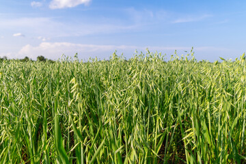 Vast green oat field under blue sky on a sunny day