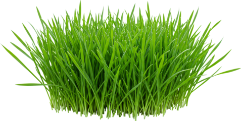 patch of grass with transparent background frame border