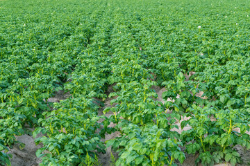 Lush green potato field with rows of vibrant plants on a sunny day
