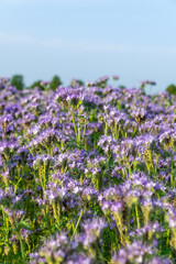 Obraz premium meadow of blooming purple phacelia flowers under clear sky. Phacelia tanacetifolia, lacy phacelia, tansy-leaf phacelia, blue tansy, purple tansy