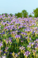 Fototapeta premium meadow of blooming purple phacelia flowers under clear sky. Phacelia tanacetifolia, lacy phacelia, tansy-leaf phacelia, blue tansy, purple tansy